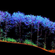 Illustration for article titled Researchers Are Scanning Forests With Lasers to Monitor Their Health